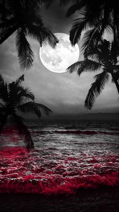 Palm Tree Moon IPhone Wallpaper HD  IPhone Wallpapers