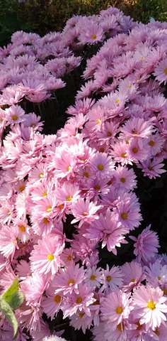 Pink Flowers 