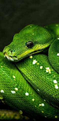 Green snake  