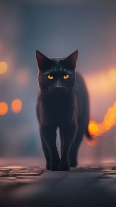 Black Cat Walking IPhone Wallpaper HD  IPhone Wallpapers