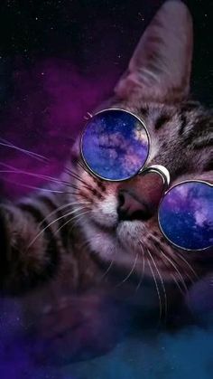 Cool Cat Minimal 4k HD Artist 4k Wallpapers Images Backgrounds Photos  and Pictures