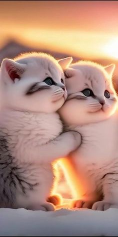 Cute Cat Wallpapers HD Kawaii APK for Android Download