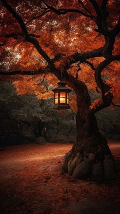 Autumn Lantern