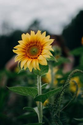 Yellow Sunflower