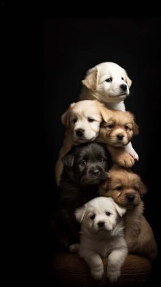 Dog Puppies
