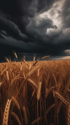 Wheat Farm