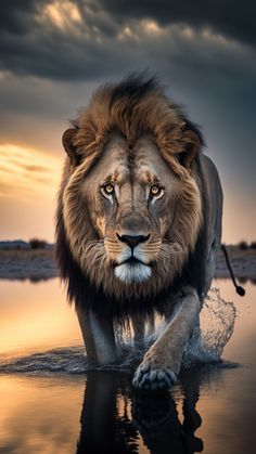 Lion king