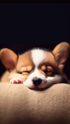 Cute Puppy iPhone Wallpaper 4K  iPhone Wallpapers