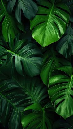 Green Foliage Leaves iPhone Wallpaper 4K  iPhone Wallpapers