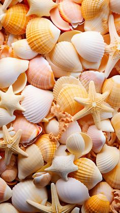 Sea Shells iPhone Wallpaper 4K  iPhone Wallpapers