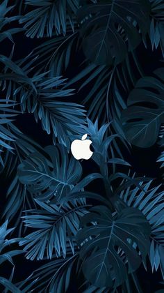 Apple Tropical iPhone Wallpaper 4K  iPhone Wallpapers