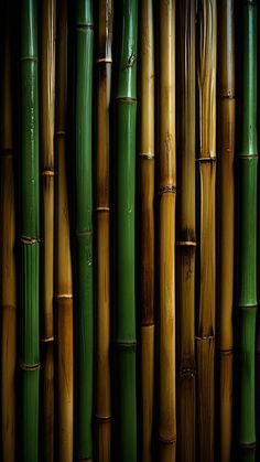 Bamboo Background iPhone Wallpaper 4K  iPhone Wallpapers