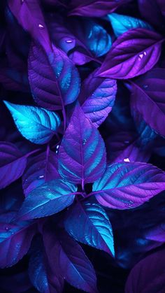 UV Light Plants iPhone Wallpaper 4K  iPhone Wallpapers