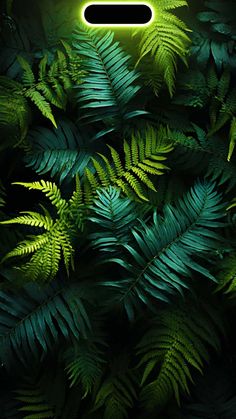 Dynamic Island Foliage iPhone Wallpaper 4K  iPhone Wallpapers
