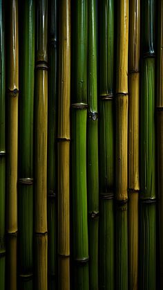Bamboo Background iPhone Wallpaper 4K  iPhone Wallpapers
