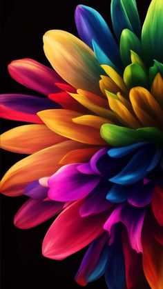 Colorful Flower iPhone Wallpaper 4K  iPhone Wallpapers