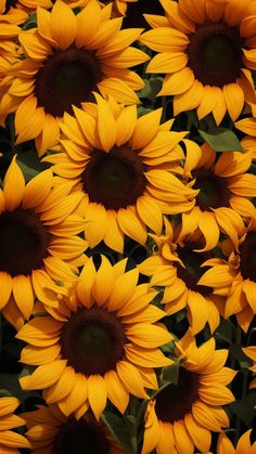 Sunflowers iPhone Wallpaper 4K  iPhone Wallpapers