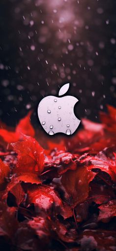 Apple Autumn iPhone Wallpaper 4K 1  iPhone Wallpapers