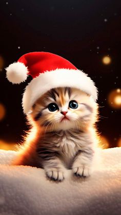 Cute Cat Christmas Hat iPhone Wallpaper 4K  iPhone Wallpapers