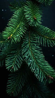 Branches of Christmas Tree iPhone Wallpaper 4K  iPhone Wallpapers