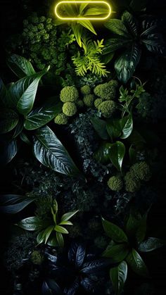 Nature Dynamic Island Neon iPhone Wallpaper  iPhone Wallpapers