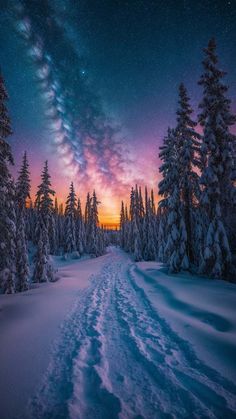 Snow Trees Pathway Starry Sky iPhone Wallpaper  iPhone Wallpapers