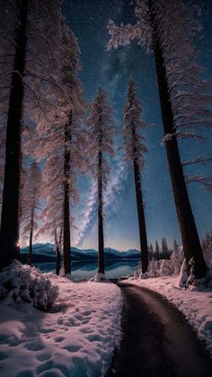 Winter Night Trees Starry Sky iPhone Wallpaper  iPhone Wallpapers