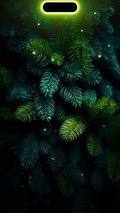 Christmas Tree Dynamic Island Wallpaper iPhone 15 Pro  iPhone Wallpapers