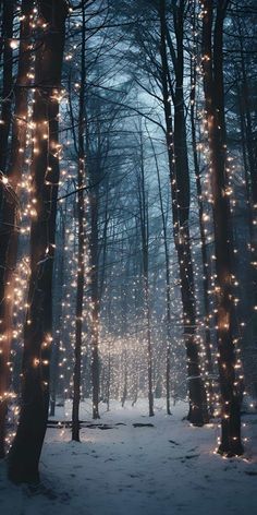 Winter Forest Lights iPhone Wallpaper  iPhone Wallpapers