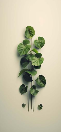 Botanical Minimalism iPhone Wallpapers