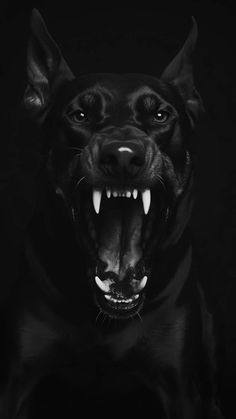 Black Dog iPhone Wallpaper HD