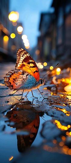 Butterfly Reflections iPhone Wallpaper HD