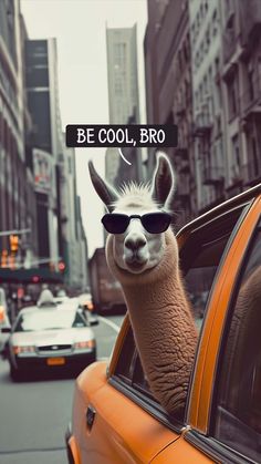 Be Cool Bro iPhone Wallpaper HD