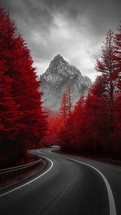 Red Forest Road