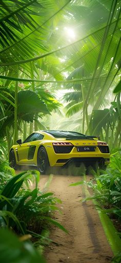 Tropical Audi