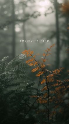 Losing My Mind