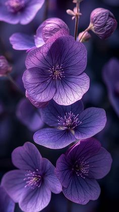 Purple Flowers