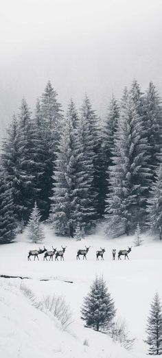 White Forest Wallpaper