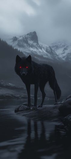 Black Wolf Wallpaper