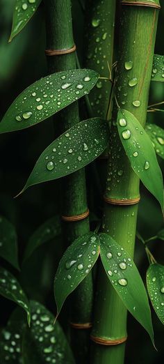 Green Bamboo Plant iPhone Wallpaper