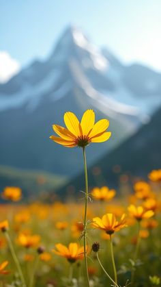 Mountain Flowers iPhone Wallpaper